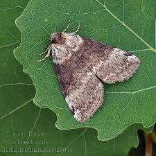 Attēlu rezultāti vaicājumam “Tetheella fluctuosa”