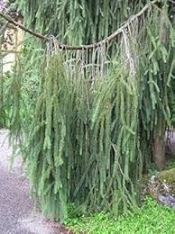 Attēlu rezultāti vaicājumam “Picea abies fo. virgata”