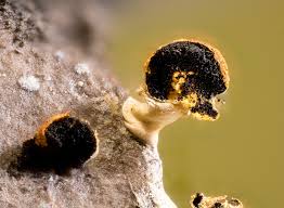 Attēlu rezultāti vaicājumam “Physarum, Nannengaella sp.”