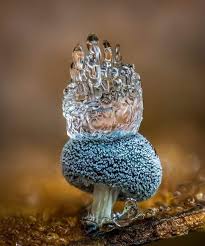 Attēlu rezultāti vaicājumam “Didymium squamulosum”