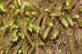 Attēlu rezultāti vaicājumam “Pterigynandrum filiforme”