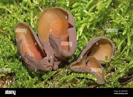 Attēlu rezultāti vaicājumam “Otidea bufonia”