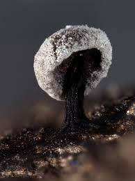 Attēlu rezultāti vaicājumam “Didymium clavus”