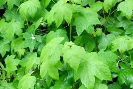 Attēlu rezultāti vaicājumam “Rubus parviflorus leaf”
