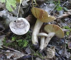 Attēlu rezultāti vaicājumam “Inonotus leporinus”