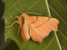 Attēlu rezultāti vaicājumam “Ennomos erosaria”