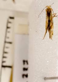 Attēlu rezultāti vaicājumam “Micropterigidae”