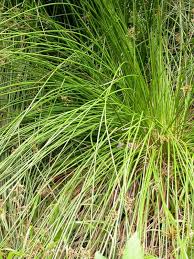 Attēlu rezultāti vaicājumam “Juncus effusus”