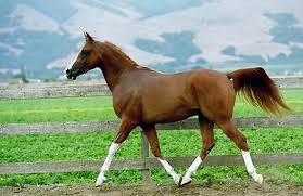 Obrazek