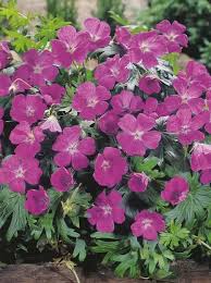 Image result for Storchschnäbel