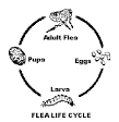 Smarter Flea Control | University of Kentucky Entomology