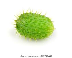 Attēlu rezultāti vaicājumam “Echinocystis lobata fruit”