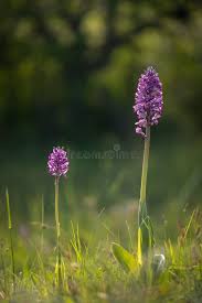 Attēlu rezultāti vaicājumam “Orchis militaris flower”