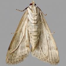 Attēlu rezultāti vaicājumam “Parapoynx stratiotata female”