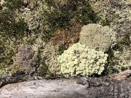 Attēlu rezultāti vaicājumam “Cladonia stellaris”