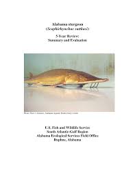 Image result for Scaphirhynchus platorynchus