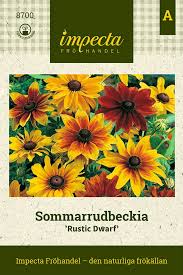 Attēlu rezultāti vaicājumam “Rudbeckia hirta var. pulcherrima flower”