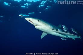 Image result for Prionace glauca