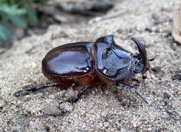 Attēlu rezultāti vaicājumam “Oryctes nasicornis”