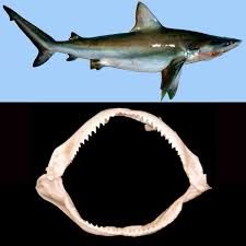 Image result for Carcharhinus