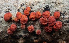 Attēlu rezultāti vaicājumam “Peniophora rufa”