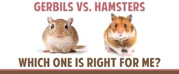 Image result for Gerbil