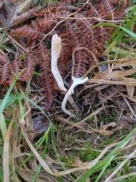 Attēlu rezultāti vaicājumam “Clavulina rugosa”