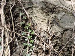 Attēlu rezultāti vaicājumam “Andricus quercuscorticis”