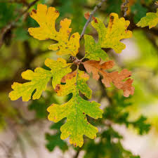 Attēlu rezultāti vaicājumam “Reticularia lobata”