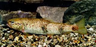 Image result for Salmo macrostigma