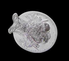 Attēlu rezultāti vaicājumam “Licea testudinacea young”