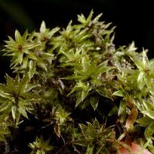 Attēlu rezultāti vaicājumam “Bryum funkii”