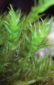 Attēlu rezultāti vaicājumam “Homomallium incurvatum sporophyte”