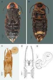 Attēlu rezultāti vaicājumam “Phosphaenus hemipterus male”