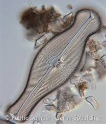 Attēlu rezultāti vaicājumam “Didymiaceae”