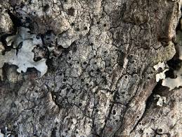 Attēlu rezultāti vaicājumam “Licea pusilla sessile”