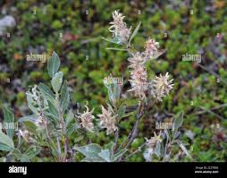 Attēlu rezultāti vaicājumam “Salix lapponum”