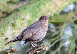 Attēlu rezultāti vaicājumam “Turdus merula female”