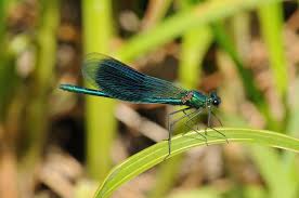 Attēlu rezultāti vaicājumam “Calopteryx splendens”