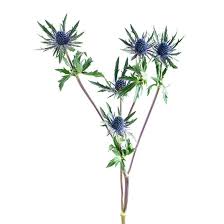 Attēlu rezultāti vaicājumam “Eryngium planum fruit”