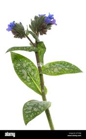 Image result for Pulmonaria officinalis