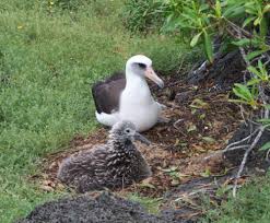 Image result for albatross dead chick