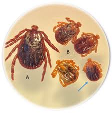 Attēlu rezultāti vaicājumam “Dermacentor reticulatus female”