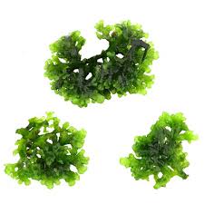 Attēlu rezultāti vaicājumam “Riccardia multifida”