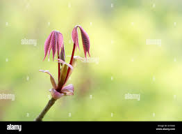 Attēlu rezultāti vaicājumam “Aesculus x hybrida bud”