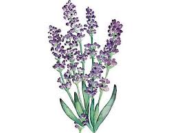 Image result for Lavendel