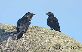Attēlu rezultāti vaicājumam “Corvus corax adult”