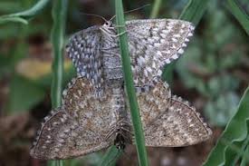 Attēlu rezultāti vaicājumam “Scopula immorata”