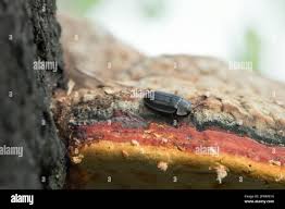 Attēlu rezultāti vaicājumam “Peltis grossa”