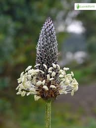Attēlu rezultāti vaicājumam “Plantago lanceolata”